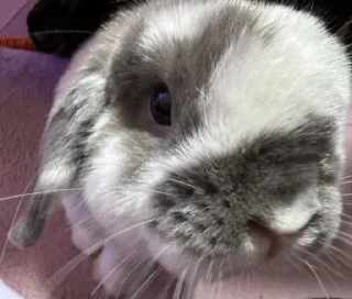 Sticker 😳 Anya's funnies bunnies