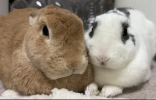 Telegram stiker 🤨 Anya's funnies bunnies