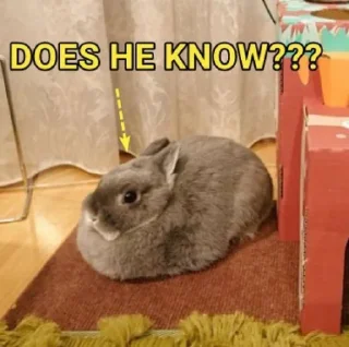 Video sticker ❓ Anya's funnies bunnies