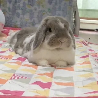 Video sticker 😃 Anya's funnies bunnies