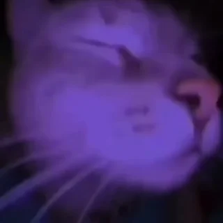 Video sticker 🥳 kuro's gay cats @TgEmodziBot