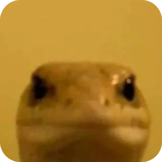 Sticker 👄 محد مهتم klws