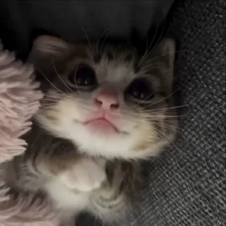 Video sticker ❤️ Больше стиков тут: @stikery4