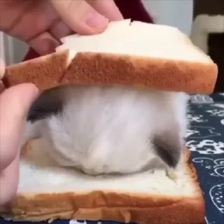 Video sticker 🌟 ᯓ★ котейки | @byalenkeii • @aesthetifypins