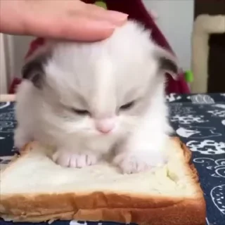 Video sticker 🌟 ᯓ★ котейки | @byalenkeii • @aesthetifypins