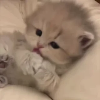 Video sticker 🌟 ᯓ★ котейки | @byalenkeii • @aesthetifypins