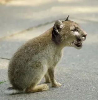 Telegram sticker 🌟 гибриды :: @fStikBot