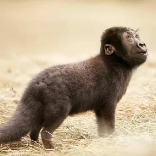 Telegram sticker 🌟 гибриды :: @fStikBot