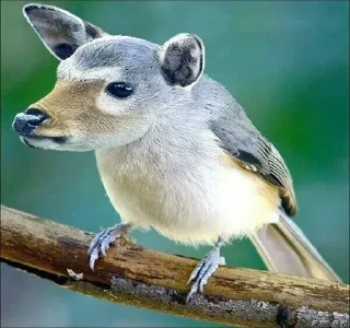 Video sticker 🌟 гибриды :: @fStikBot