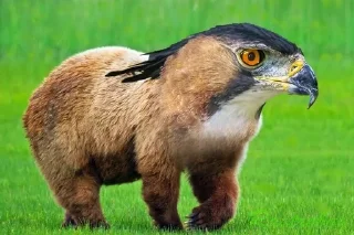 Video sticker 🌟 гибриды :: @fStikBot