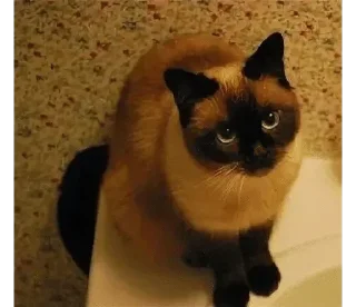 Video sticker 🌟 Кот не обладает достаточным ин :: @fStikBot