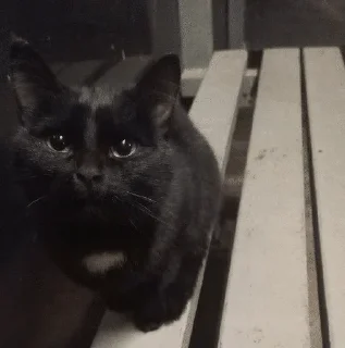 Video sticker 🌟 Кот не обладает достаточным ин :: @fStikBot