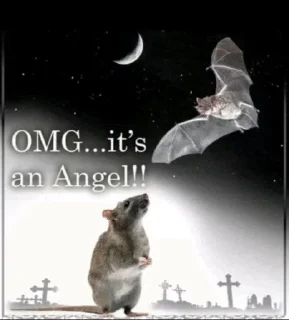 Telegram sticker 🌟 Кот не обладает достаточным ин :: @fStikBot