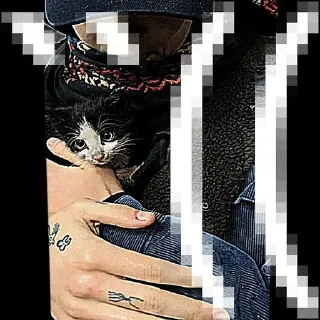 Video sticker 🌟 Кот не обладает достаточным ин :: @fStikBot