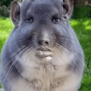 Telegram sticker 🗿 Zooware >> @DoOzQ7fDzhoTd