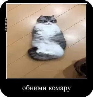 Video sticker 🌟 ыв ывб ва | @reapersans28