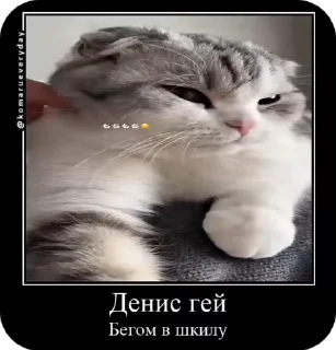 Video sticker 🌟 ыв ывб ва | @reapersans28