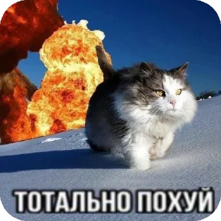 Video sticker 👍 Эпэпжм @TgEmodziBot