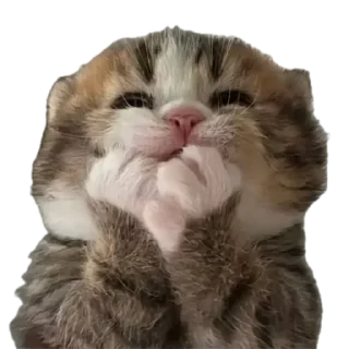Telegram sticker 🤭 ㅤㅤᓚ₍ ^. .^₎ㅤㅤㅤㅤ<br/>by @dame61