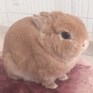 Sticker 🐰 Nigga