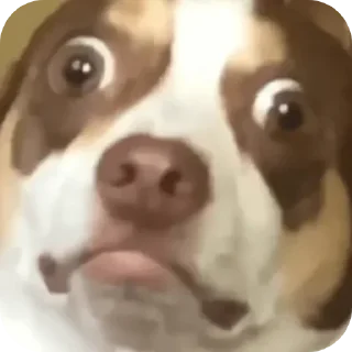 Telegram sticker 😐 ⏤͟͟͞͞ ᵇˡᵃᶜᵏ ˢⁿᵃᵏᵉ⏤͟͟͞͞ :: @fStikBot