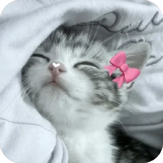 Video sticker 🫥 blanche luv @TgEmodziBot