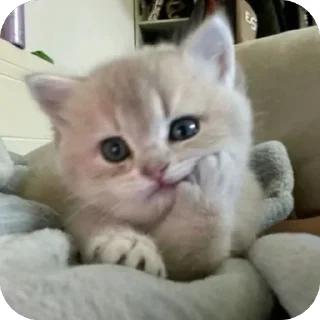 Телеграм стикер 🫥 blanche luv @TgEmodziBot