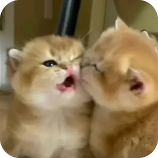 Телеграм стикер 🫥 blanche luv @TgEmodziBot