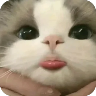 Телеграм стикер 🫥 blanche luv @TgEmodziBot