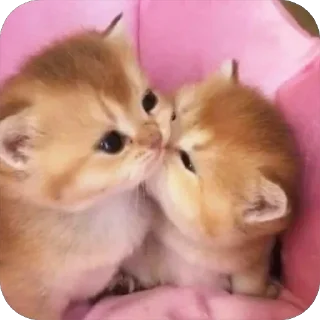 Телеграм стикер 😘 blanche luv @TgEmodziBot