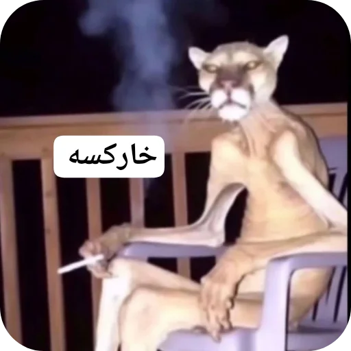 Telegram sticker 👍 Ss