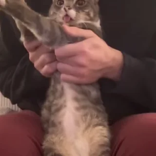 Video sticker 😛 Больше стиков тут: @stikery4