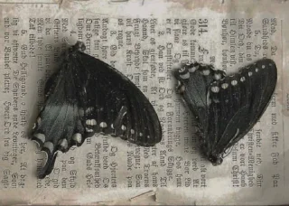 Telegram stiker 🦋 ˚ ༘✶ @paint11black