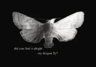 Telegram stiker 🦋 ˚ ༘✶ @paint11black