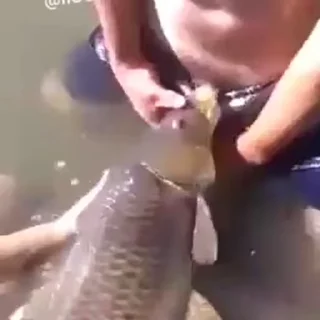 Video sticker 🐠 Telemetry . @Siint0 . @YYFYY