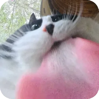 Video sticker 😝 Ну мои