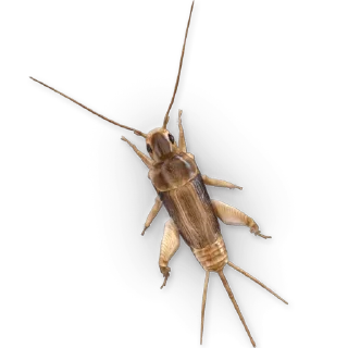 Video sticker 🦗 Insects @stickersb2b