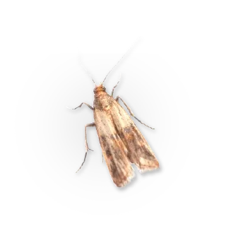 Telegram sticker 🦋 Insects @stickersb2b