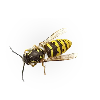 Telegram sticker 🐝 Insects @stickersb2b