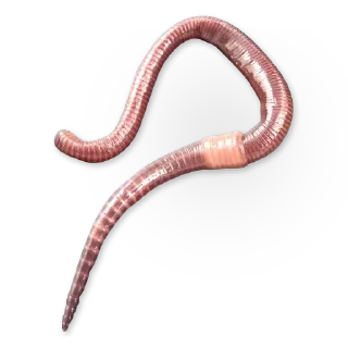 Telegram sticker 🐛 Insects @stickersb2b