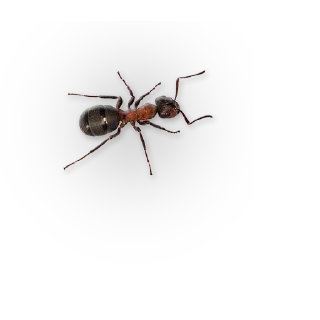 Video sticker 🐜 Insects @stickersb2b