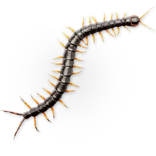 Telegram sticker 🐛 Insects @stickersb2b