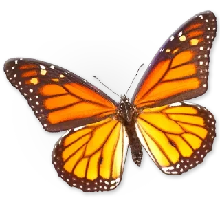 Telegram sticker 🦋 Insects @stickersb2b