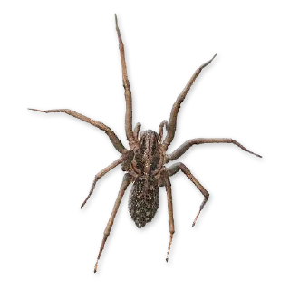 Sticker 🕷 Insects @stickersb2b