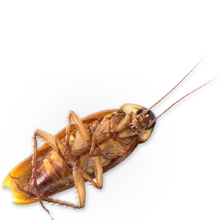 Telegram sticker 🐞 Insects @stickersb2b