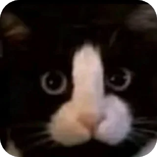 Telegram sticker 🫥 سسس