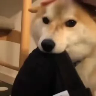 Телеграм стикер ☺️ 𝐒𝐏𝐄𝐂𝐓3𝐑's Gifs