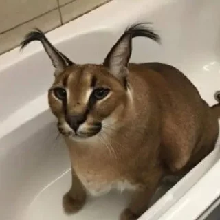 Video sticker 🌟 Profitable Cat by Ayman Naim :: @fStikBot