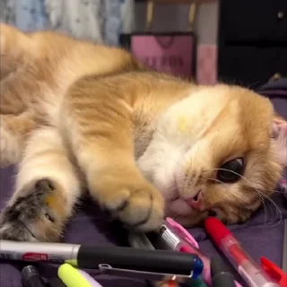 Video sticker 🐈 Cat 4 , @Wallgif