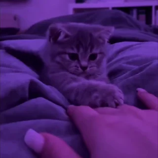 Video sticker 🐈 Cat 4 , @Wallgif